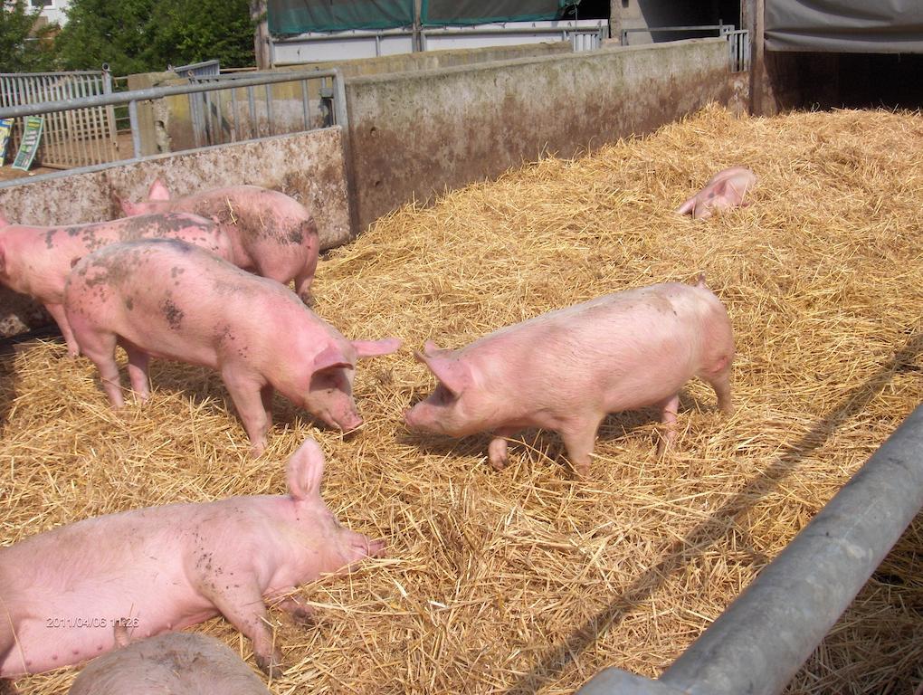 مبيت وإفطار Chantenay-Villedieu La Ferme Chauvet المظهر الخارجي الصورة